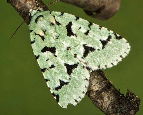 Acronicta fallax moth Fishers Island 2015