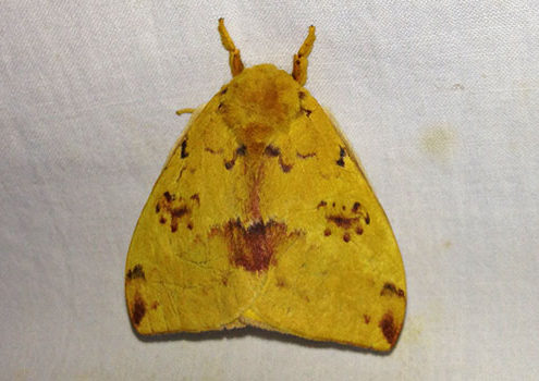 Automeris io moth