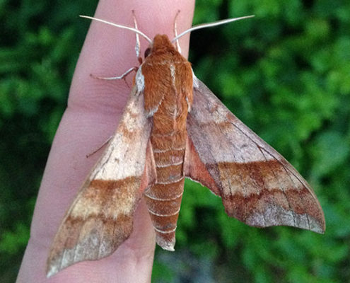 Azalea Sphinx Moth