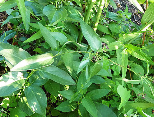 Black Swallow-wort