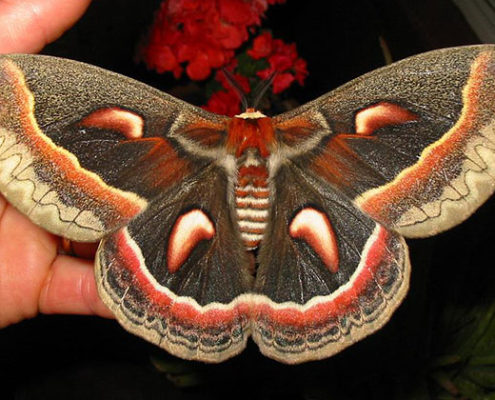 Cecropia moth