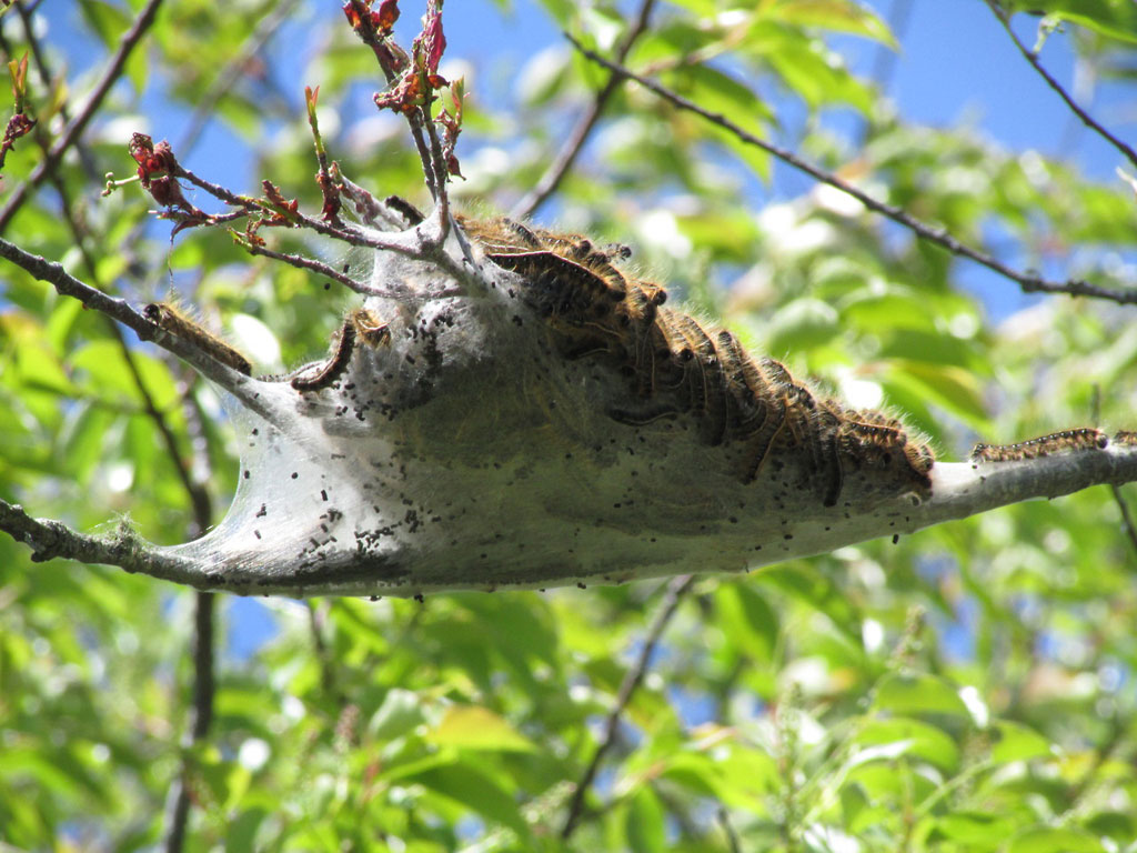caterpillar nest