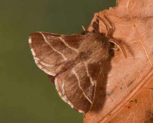 Eastern Tent Caterpiller