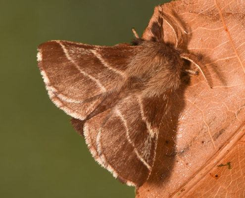 Eastern tent caterpillar