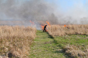 Fire Burn along path