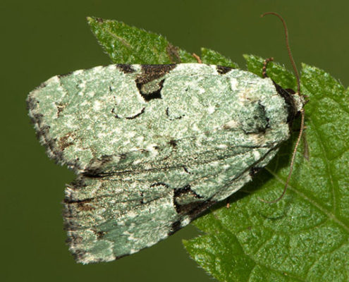 Green leuconycta moth