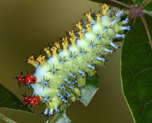 Hyalophora cecropia moth