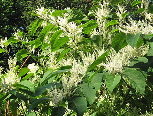Japanese Knotweed