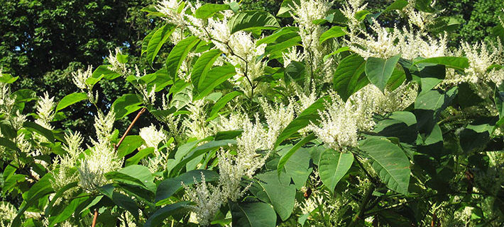 Japanese Knotweed