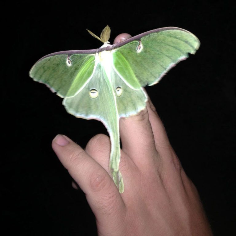 Luna Moth Fishers Island Conservancy