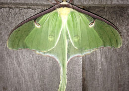 Luna moth, male