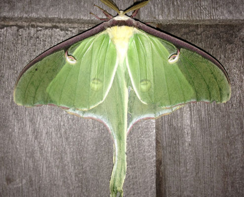 Luna moth, male