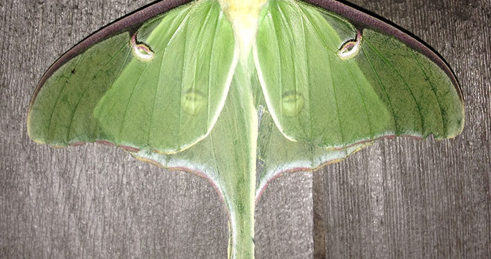 Luna moth, male