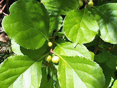 Oriental Bittersweet