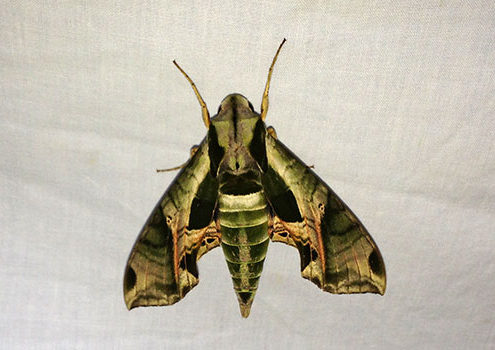Pandorus Sphinx Moth