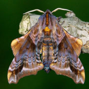 Paonias myops moth