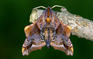 Paonias myops moth