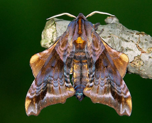 Paonias myops moth