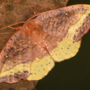 Rose hooktip moth
