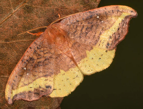 Rose hooktip moth