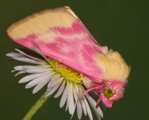 Schinia florida moth