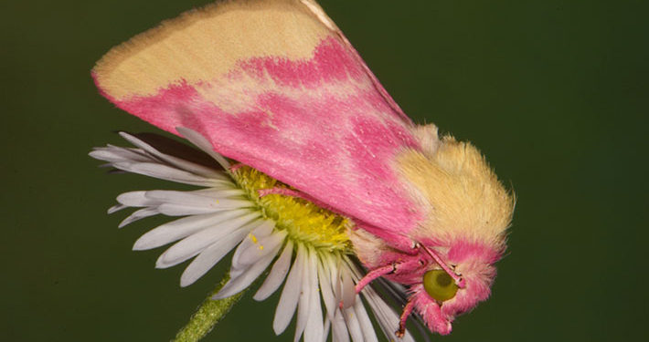 Schinia florida moth