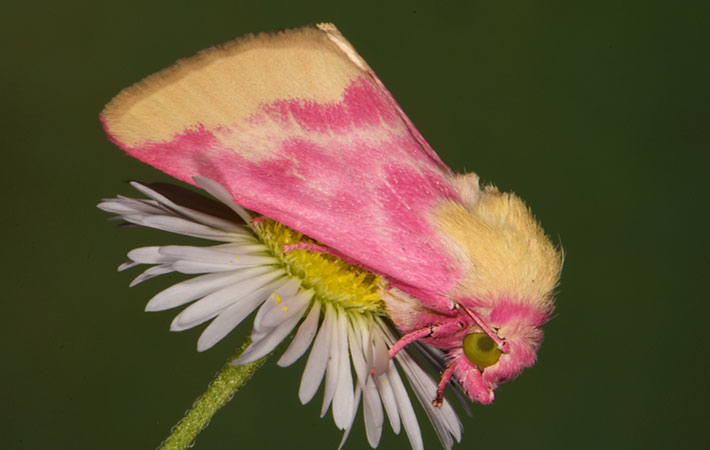 Schinia florida moth