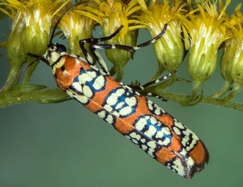 Alianthus webworm