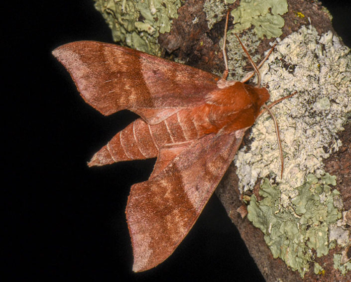 azalea sphinx moth
