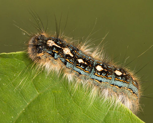 forest tent caterpillar