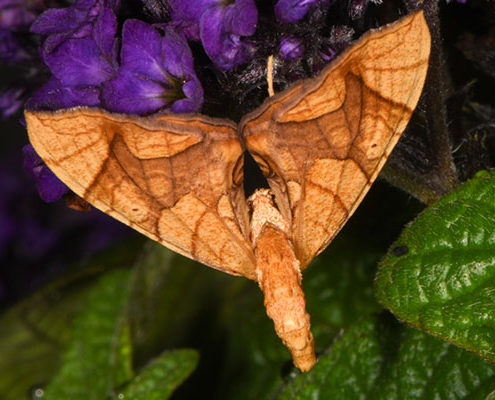 greater grapevine looper moth