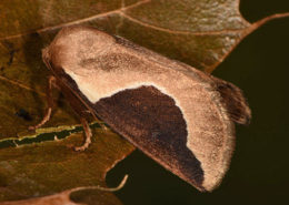 skiff moth