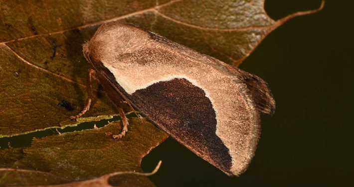 skiff moth