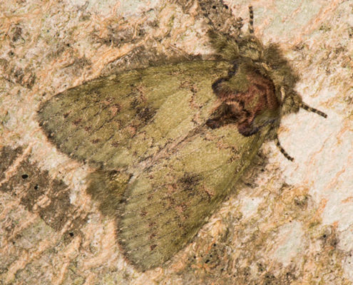 wavy line heterocampa moth