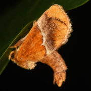 yellow shouldered slug moth