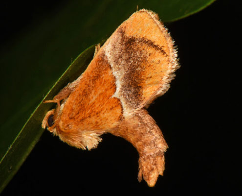 yellow shouldered slug moth
