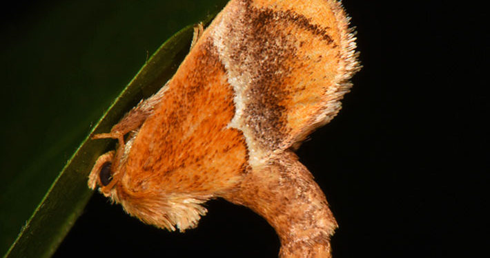 yellow shouldered slug moth