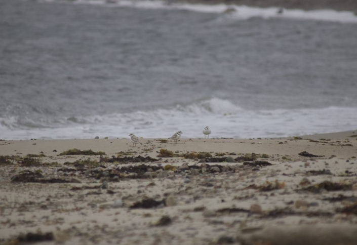 Piping Plovers Emma Clark (FIRST 2025)