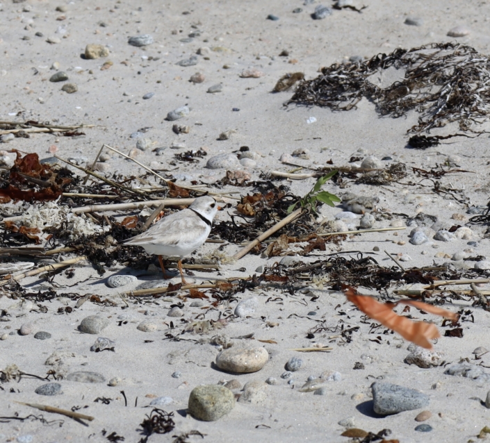 Piping Plover & chick Anna White 2025