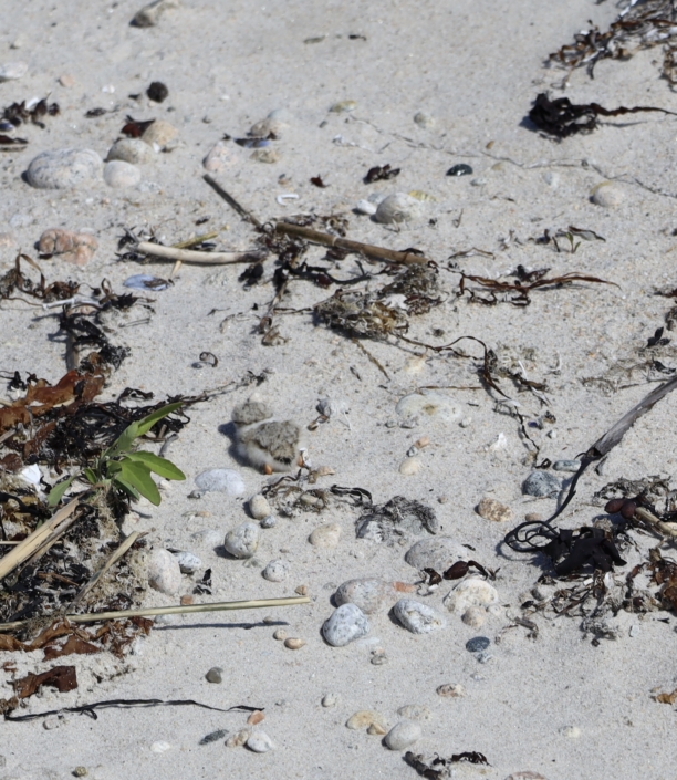 Piping Plover chick Anna White 2025