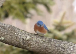 Eastern Bluebirds Sighted West
