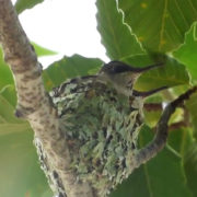 Hummingbird's Spirit