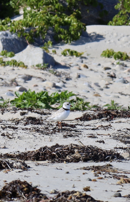 Piping Plover Anna White 2025