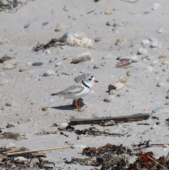 Piping Plover Anna White 2025