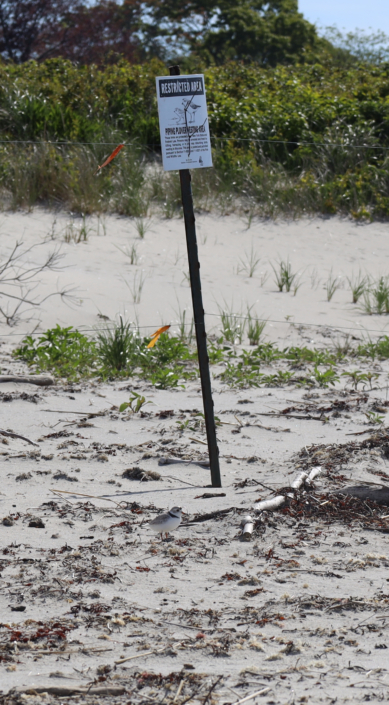 Piping Plover Anna White 2025