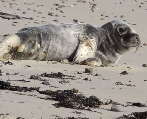 Stranded Gray Seal Pup