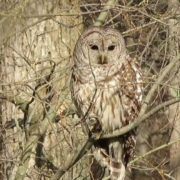 Barred owl 4-27-18 J Kibbe