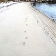 Coyote tracks along Dock Beach