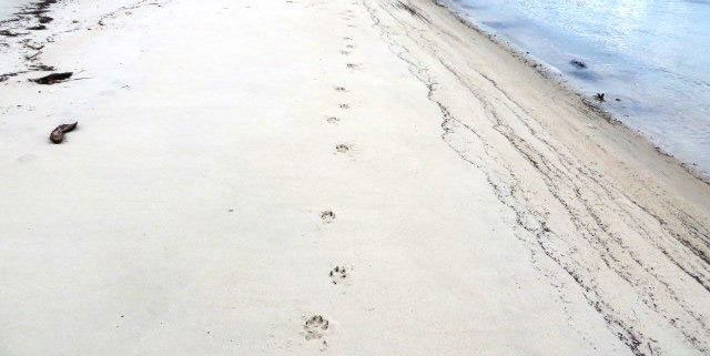 Coyote tracks along Dock Beach