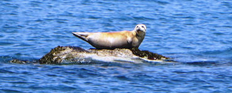 seal